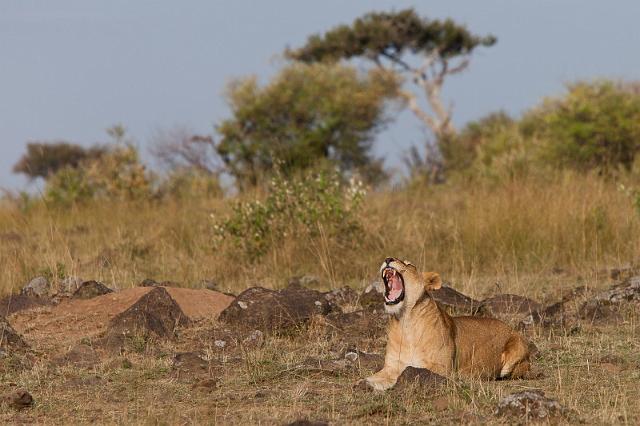 026 Kenia, Masai Mara, leeuw.jpg
